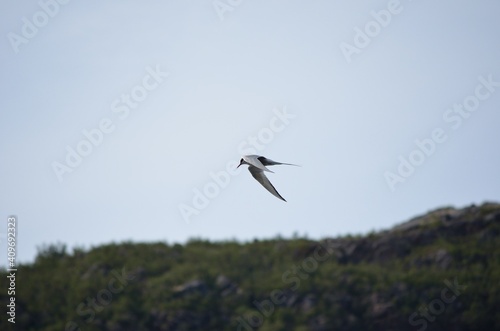 arctic tern bird flying over fjord looking for fish