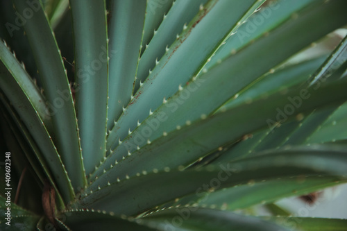 A close up of a green plant. High quality photo