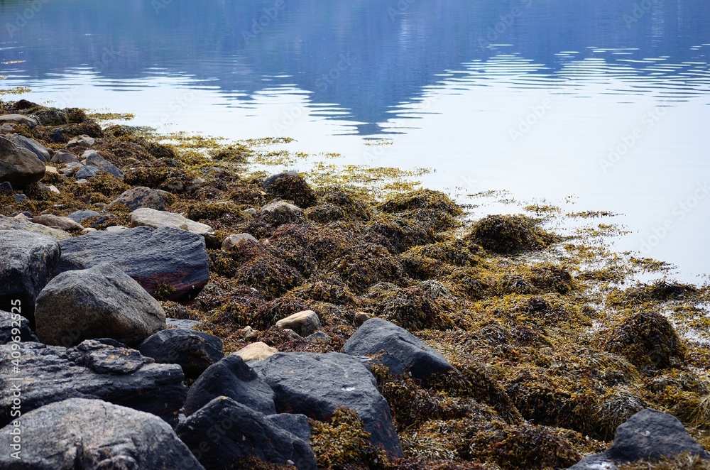 seaweed covered sea shore in summer seaweed covered sea shore in summer