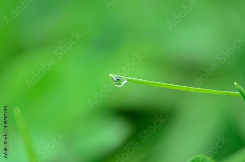 dew water droplet on green grass straw in early morning
