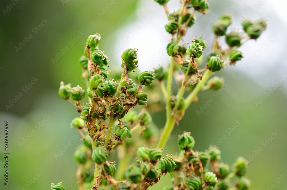 close up of a plant close up of a plant