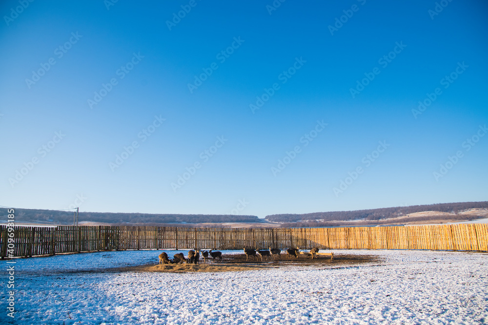 Spotted deer on an animal farm in winter Spotted deer on an animal farm in winter
