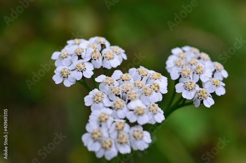 white coltsfoot flower in summer