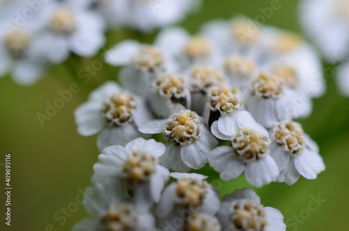 white coltsfoot flower in summer