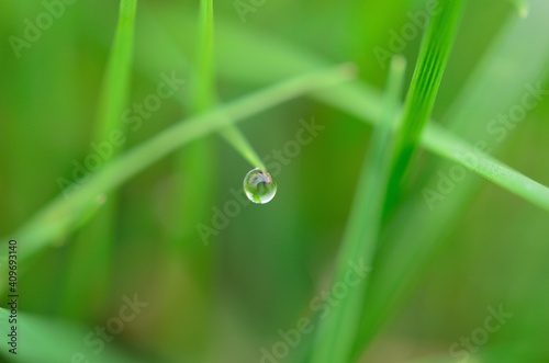 dew water droplet on green grass straw in early morning