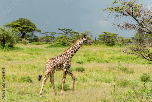 Wild giraffe in the wild bush safari savannah. Tanzania