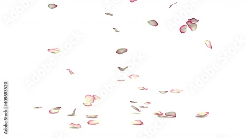 The petals of a white rose with a red border fly and fall to the floor. Isolated white background. 4K video quality