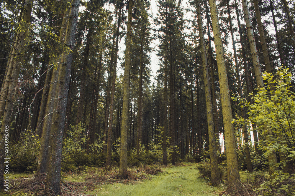 Conifer forest. Idyllic scenery at Rothaar Mountains in Northrhine-Westphalia, Germany