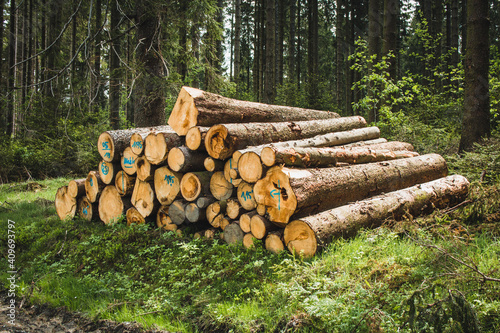 Stacked wood. Pile of logs in German conifer forest. Tree trunks in forest