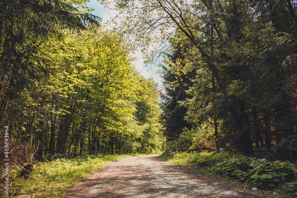 Hiking trail in German forest. Scenic footpath in Rothaar Mountains in Northrhine-Westphalia state
