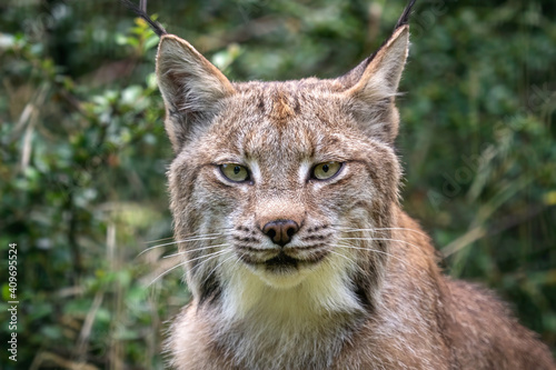 Portrait of a canadian lynx, lynx canadensis