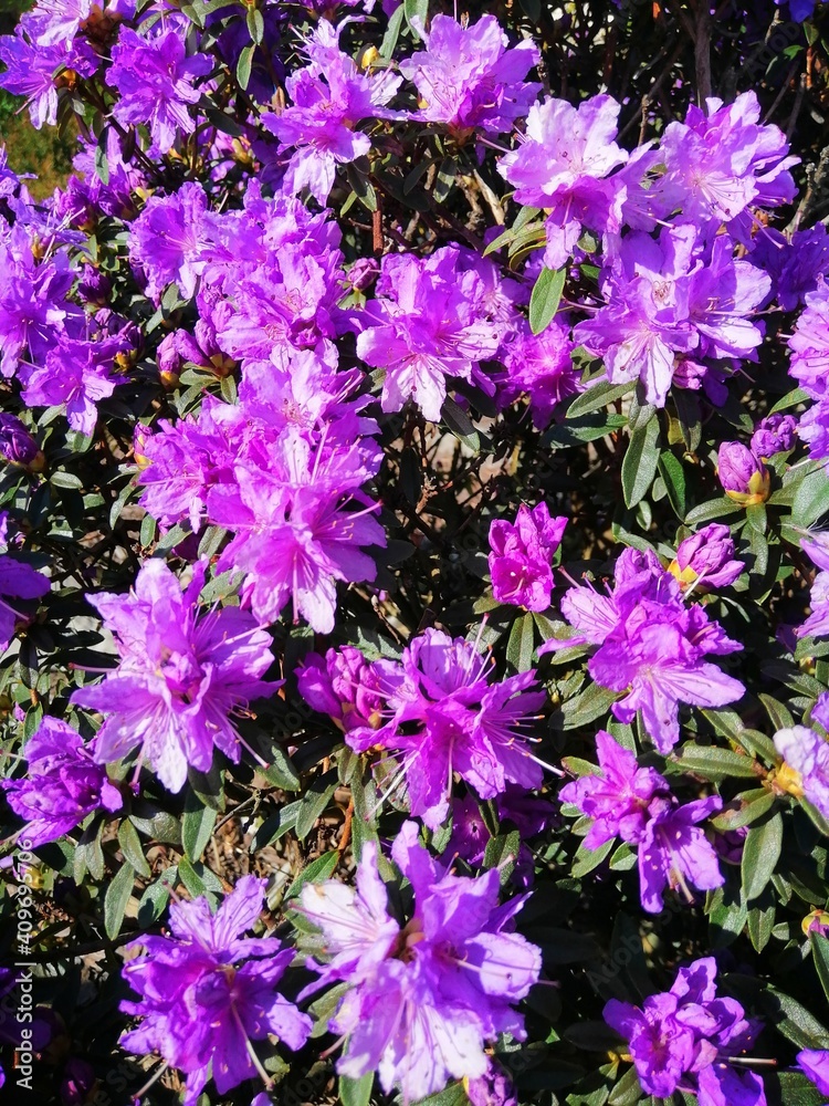 very beautiful blooming Rhododendron Azurika with small purple flowers in a Sunny spring garden. Flower Wallpaper