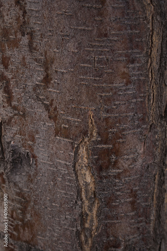 Close-up photograph of the texture of the thin wood on a tree trunk. 