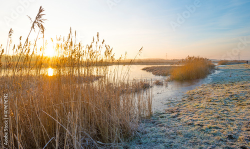 Reed along the sunny edge of a frozen blue lake in wetland in sunlight at sunrise in winter  Almere  Flevoland  The Netherlands  January 31  2021