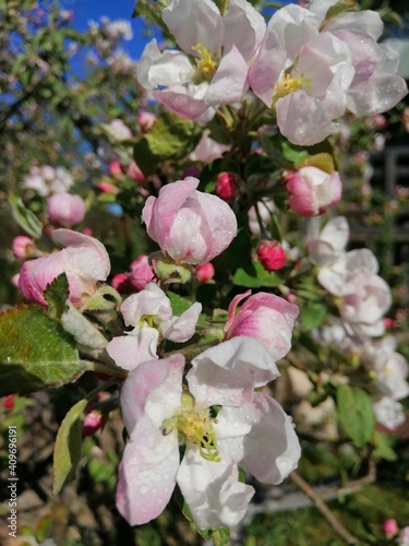 the first spring white and pink apple blossoms