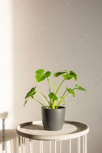 Young Philodendron Xanadu in a dark decorative pot. Modern houseplant decor