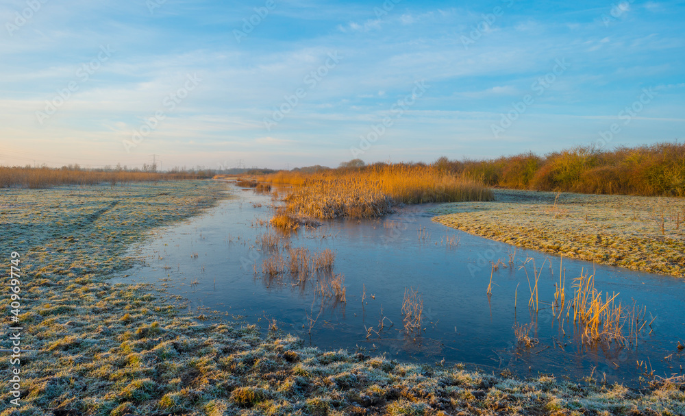 Fototapeta premium Reed along the sunny edge of a frozen blue lake in wetland in sunlight at sunrise in winter, Almere, Flevoland, The Netherlands, January 31, 2021