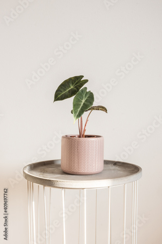 Beautiful Alocasia Pink Dragon sprouting a new leaf in a pink chevron pot. Trending tropical houseplants photo