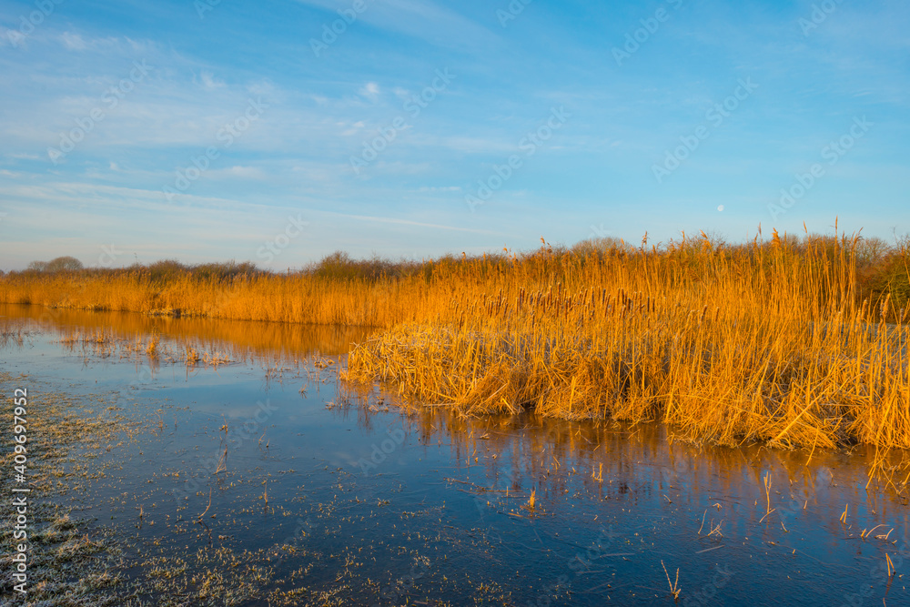 Reed along the sunny edge of a frozen blue lake in wetland in sunlight at sunrise in winter, Almere, Flevoland, The Netherlands, January 31, 2021 Reed along the sunny edge of a frozen blue lake in wetland in sunlight at sunrise in winter, Almere, Flevoland, The Netherlands, January 31, 2021