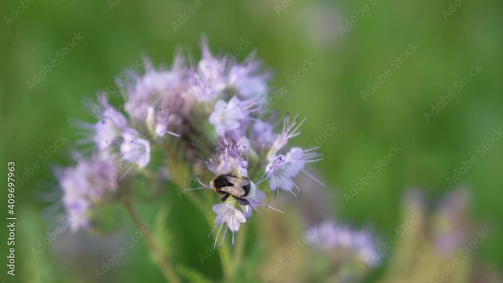 Bumblebee on wildflowers, Scorpionweed (Phacelia tanacetifolia) in summer in germany Bumblebee on wildflowers, Scorpionweed (Phacelia tanacetifolia) in summer in germany