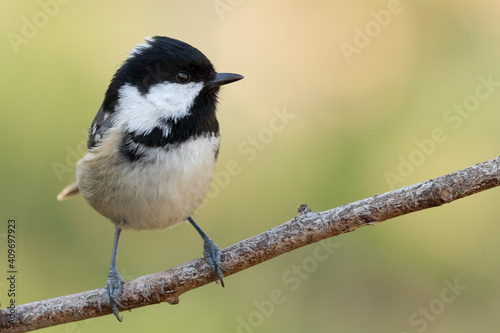 Coal tit, a small bird of the woods 