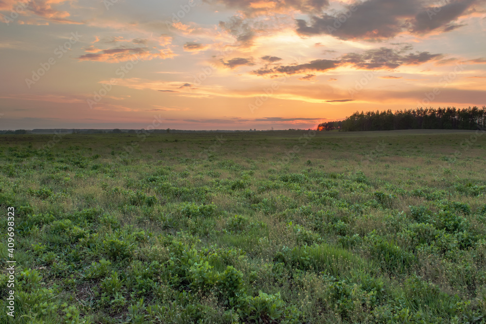 Fototapeta premium Sunset or sunrise in a field with green grass and grove in the background. In early summer or spring.