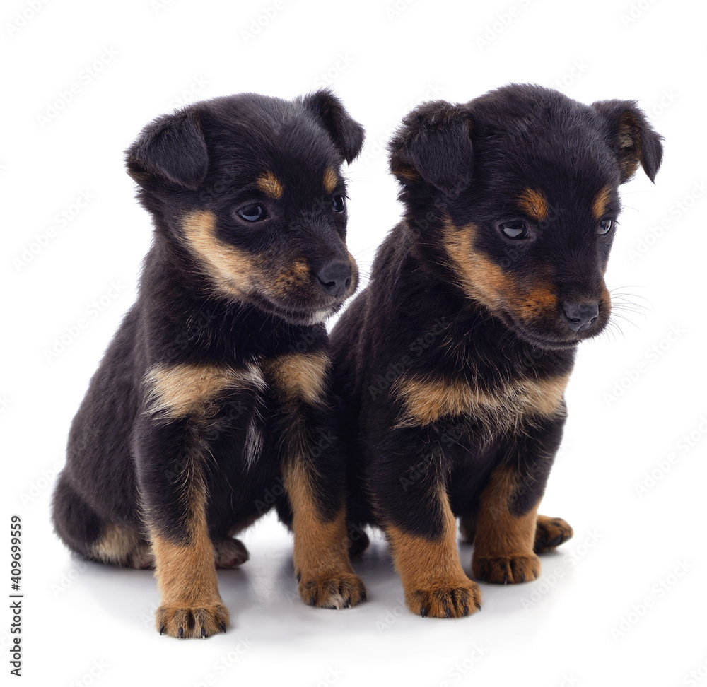Two small black dogs.
