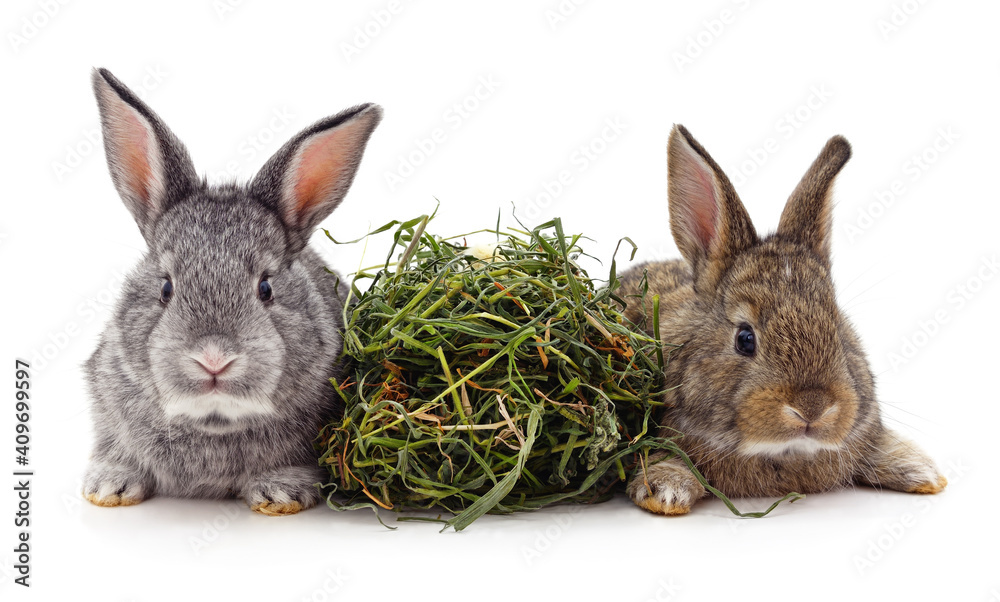 Obraz premium Two little rabbits with grass.
