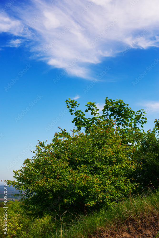 Countryside landscape with green tree and sky Countryside landscape with green tree and sky