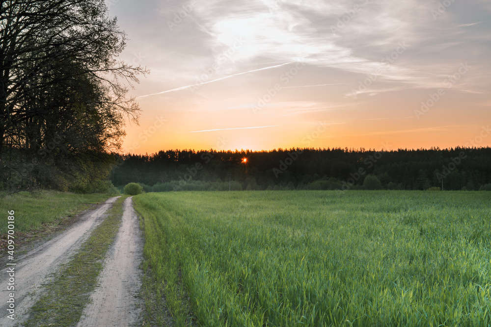 Sunset or dawn in a field with green grass, footpath and willows in the background. Early summer or spring. Landscape after rain with a light haze.