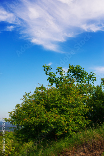 Countryside landscape with green tree and sky