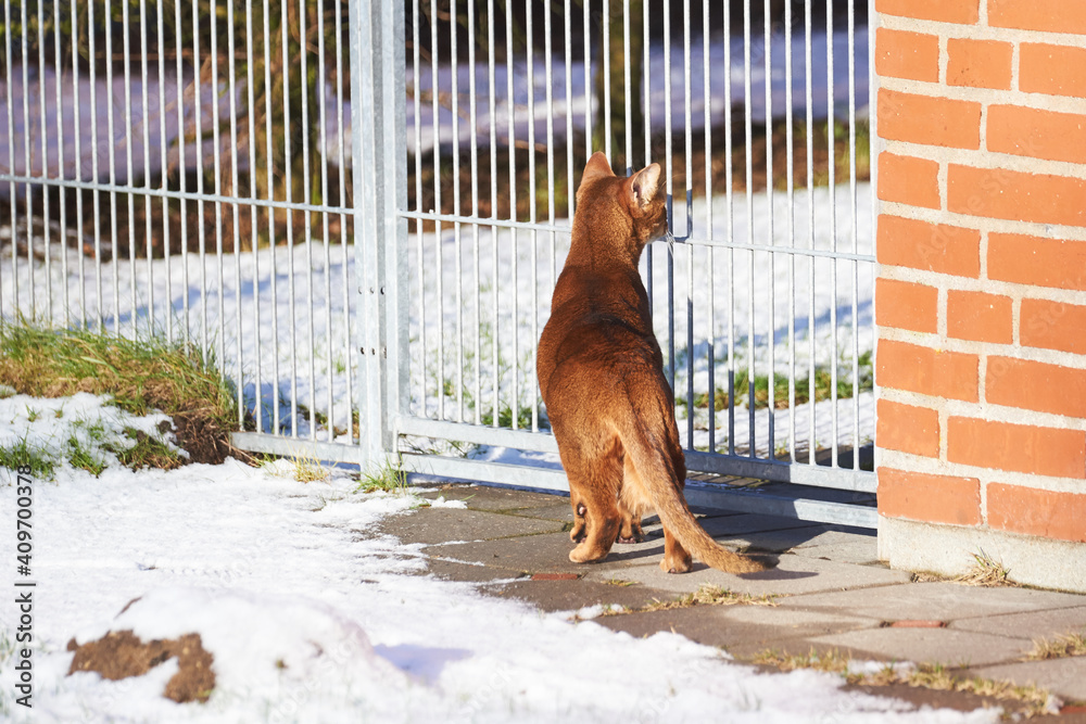 curios tabby abyssinian cat explore th fresh snow on garden lawn curios tabby abyssinian cat explore th fresh snow on garden lawn