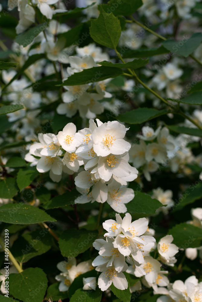 White jasmine flowers in soft morning sunlight White jasmine flowers in soft morning sunlight