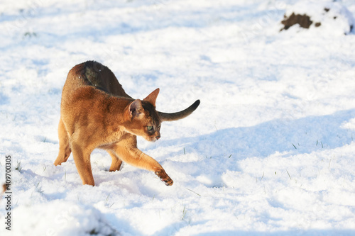 curios tabby abyssinian cat explore th fresh snow on garden lawn  © lavrsen