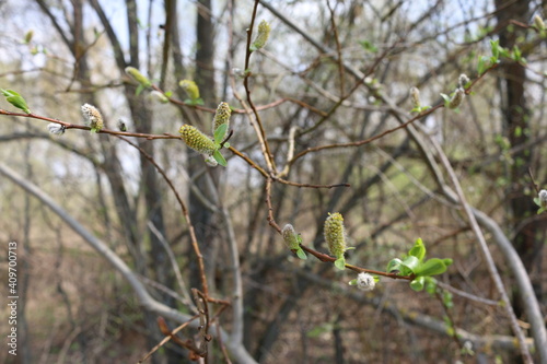 young green leaves on branches in spring