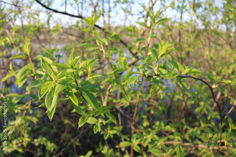 young green leaves on branches in spring young green leaves on branches in spring