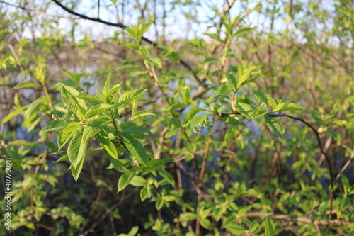 young green leaves on branches in spring