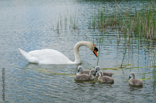 pair of swans with little swans