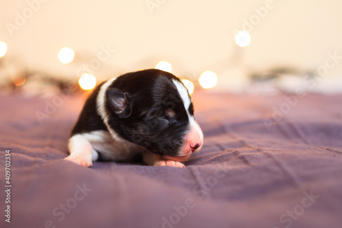 Fototapeta Naklejka Na Ścianę i Meble -  newborn border collie puppy dog sleeping on a purple bed indoors with blurry christmas lights in the background