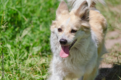 Cheerful funny dog runs through the green grass with its tongue hanging out. Selective Focus