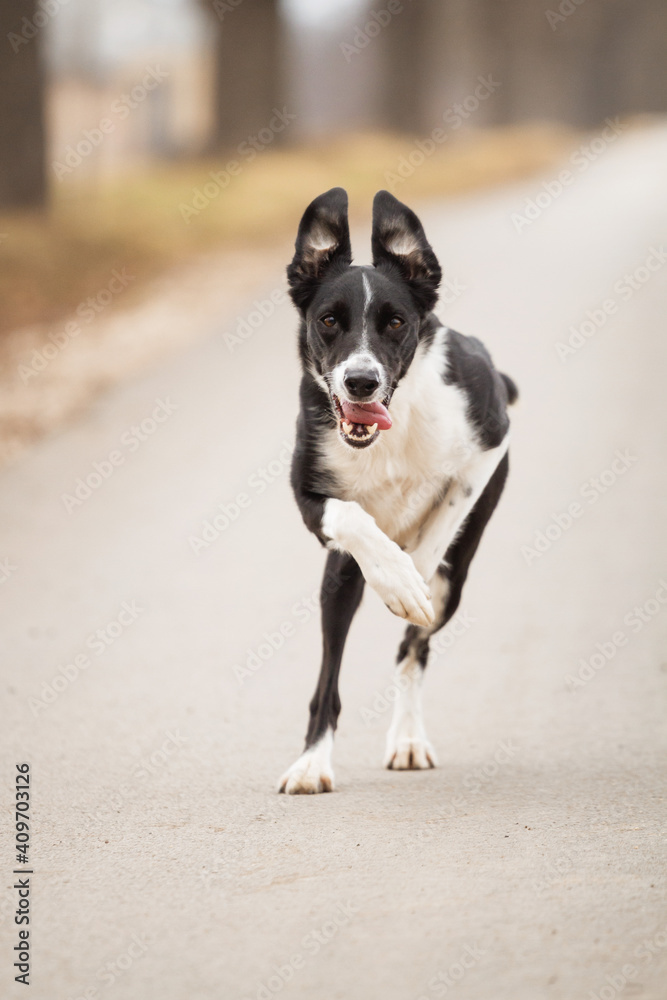 border collie dog running towards the camera on a road