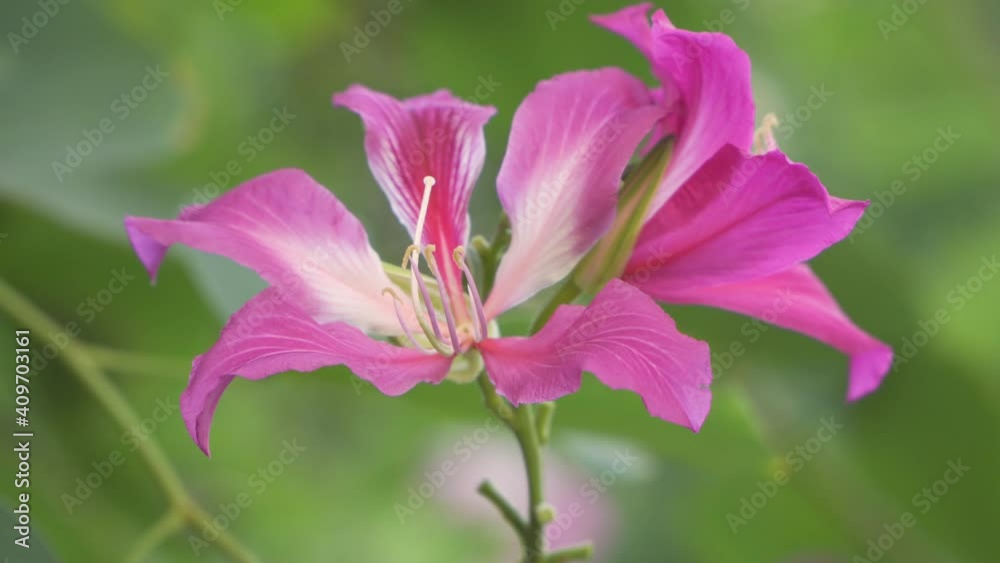 Bauhinia purpurea L, Hong Kong Orchid Tree or Purple Bauhinia flower blooming in park, 4K, soft focus Bauhinia purpurea L, Hong Kong Orchid Tree or Purple Bauhinia flower blooming in park, 4K, soft focus