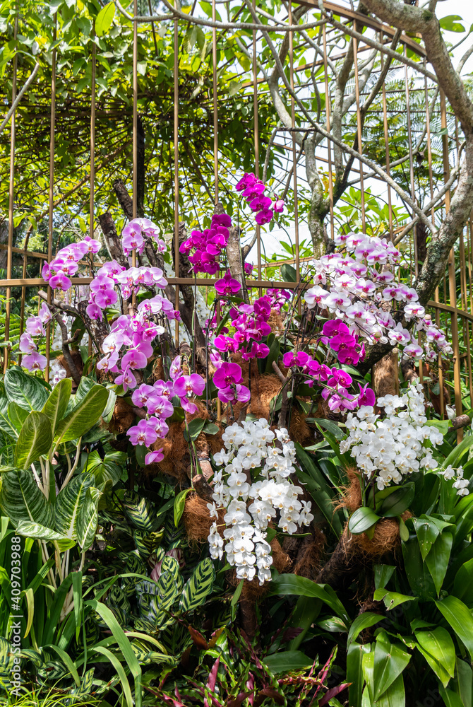 Jardin aux orchidées de Singapour Jardin aux orchidées de Singapour