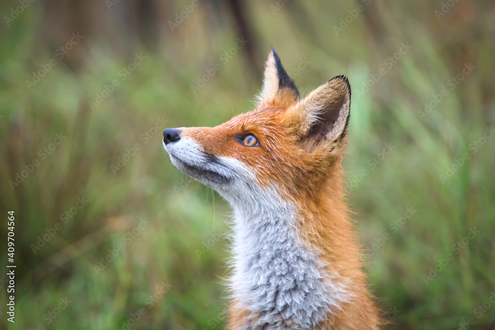 Beautiful young red Fox in the wild