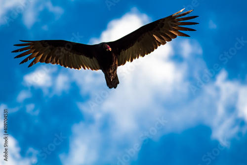 new world vulture photo