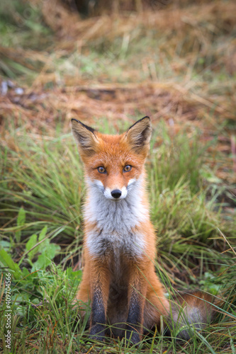 Beautiful young red Fox in the wild © Elena