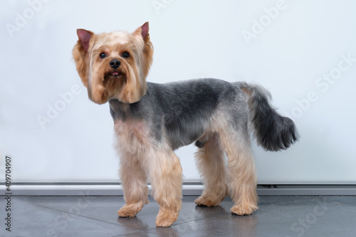 Yorkshire Terrier stands on a light background after grooming
