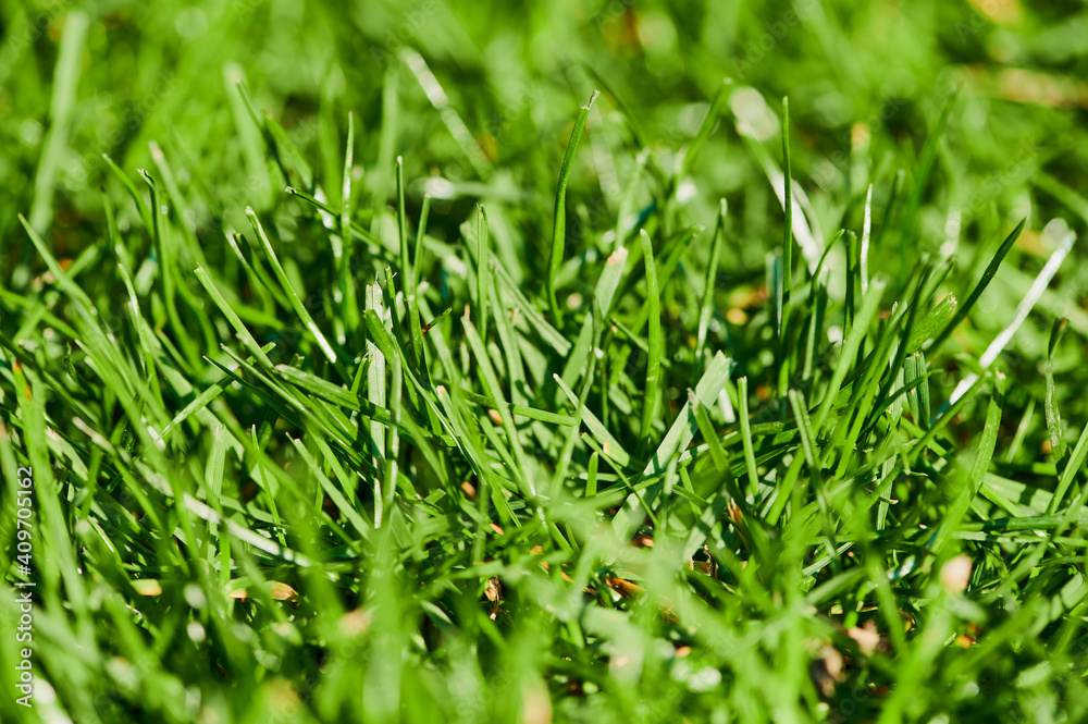 cut out of a green meadow as background image cut out of a green meadow as background image