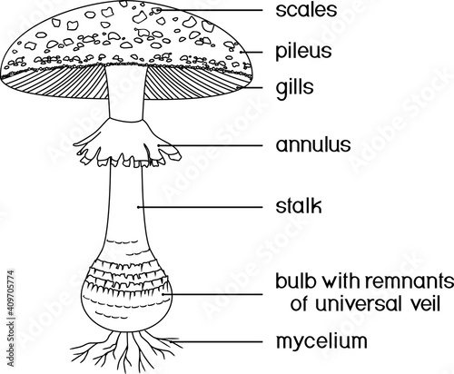 Coloring page with structure of fruiting body of fly agaric (Amanita muscaria) mushroom isolated on white background