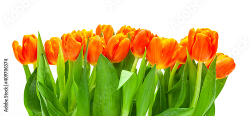 Rote Tulpen auf weissem hintergrund